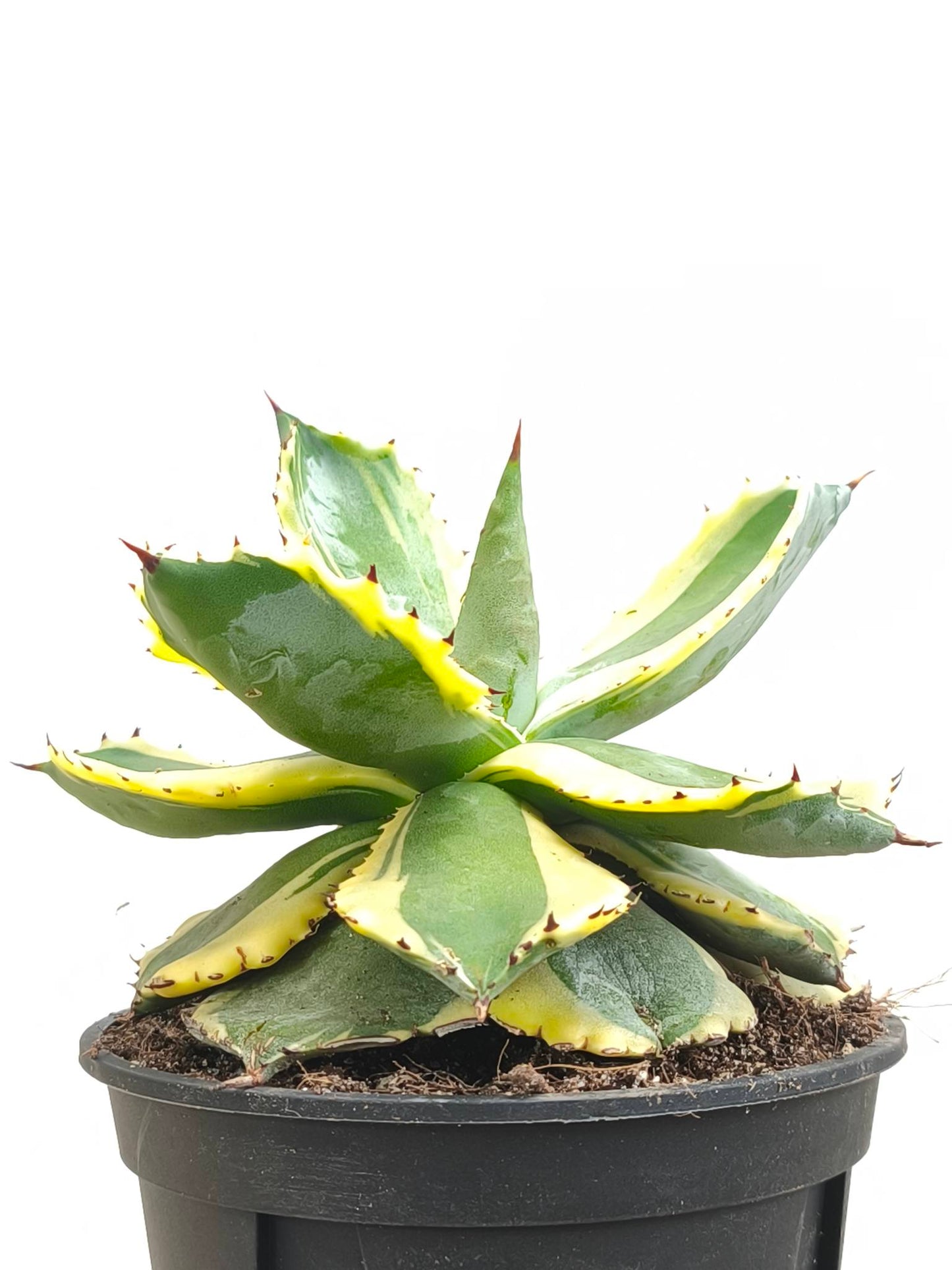現品商品@1 アガベ”兜蟹錦” 4号(高さ:20cm、幅:15cm)