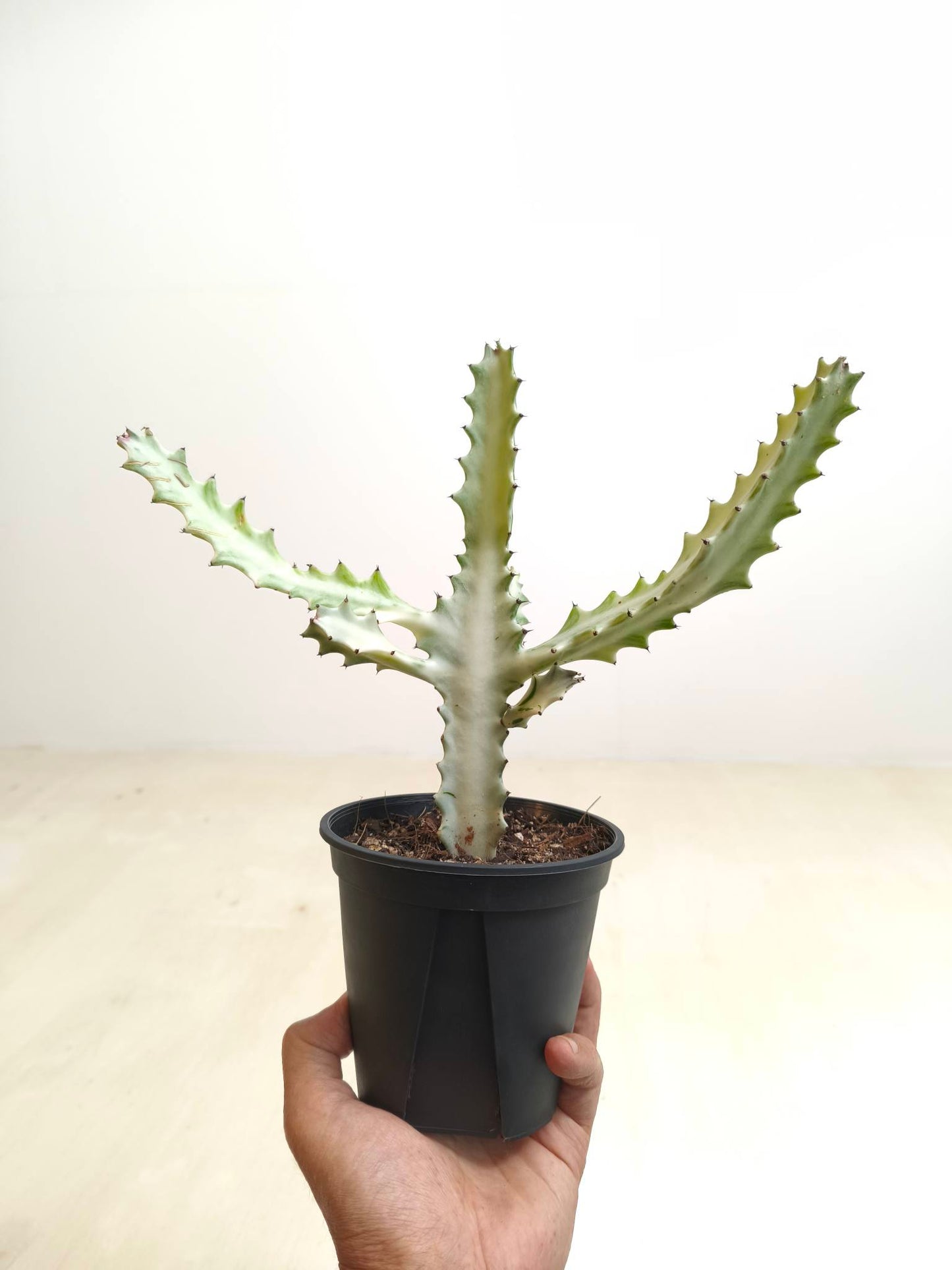 現品商品@2 ユーフォルビア・ホワイトゴースト4号(幹高:20.5cm、幅:24cm)【同梱可能】