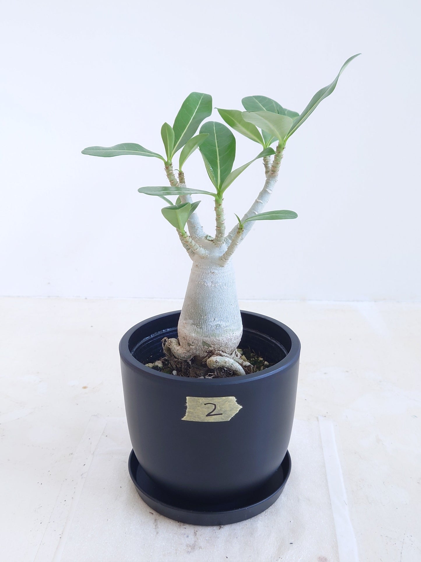 現品商品@2 アデニウム 4号(高さ:31cm、幅:20cm)【同梱可能商品-沖縄発送】