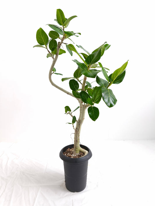 現品商品@4 ベンガレンシス 6号(高さ:88cm、幅:40cm)