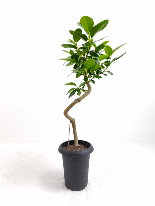 現品商品@1 フランスゴム 6号(高さ:84cm、幅:40cm)