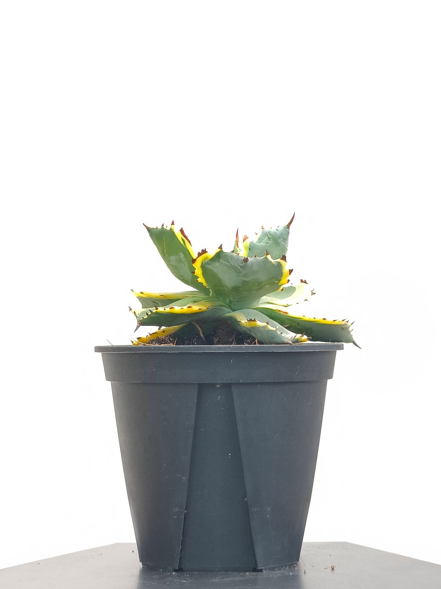 現品商品@2 アガベ”兜蟹錦” 4号(高さ:17cm、幅:12cm)