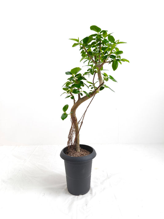 現品商品@2 フランスゴム 6号(高さ:83cm、幅:41cm)