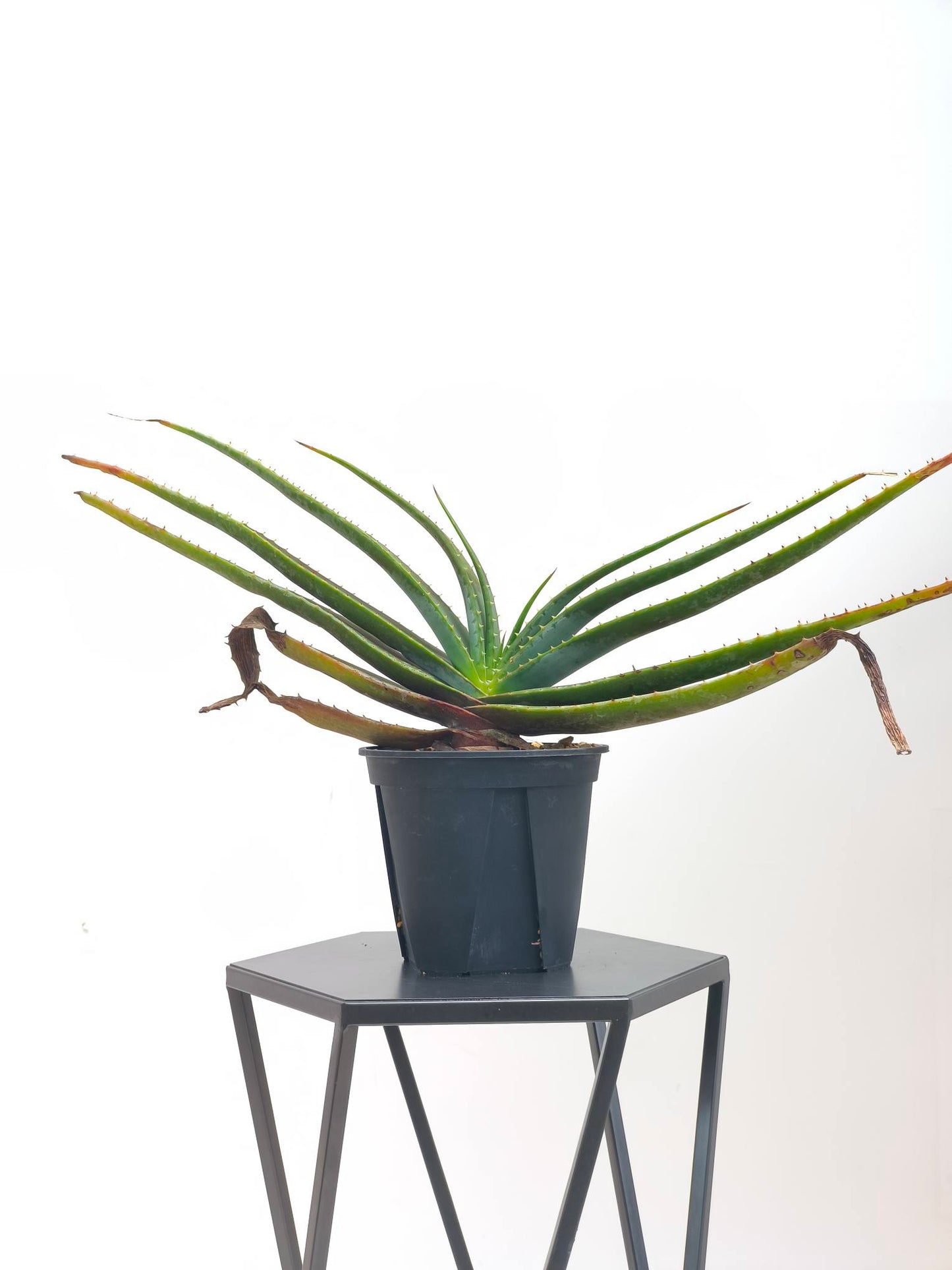 現品商品@2 アロエ・スプラフォリアータ 4号(高さ:28cm、幅:51cm)