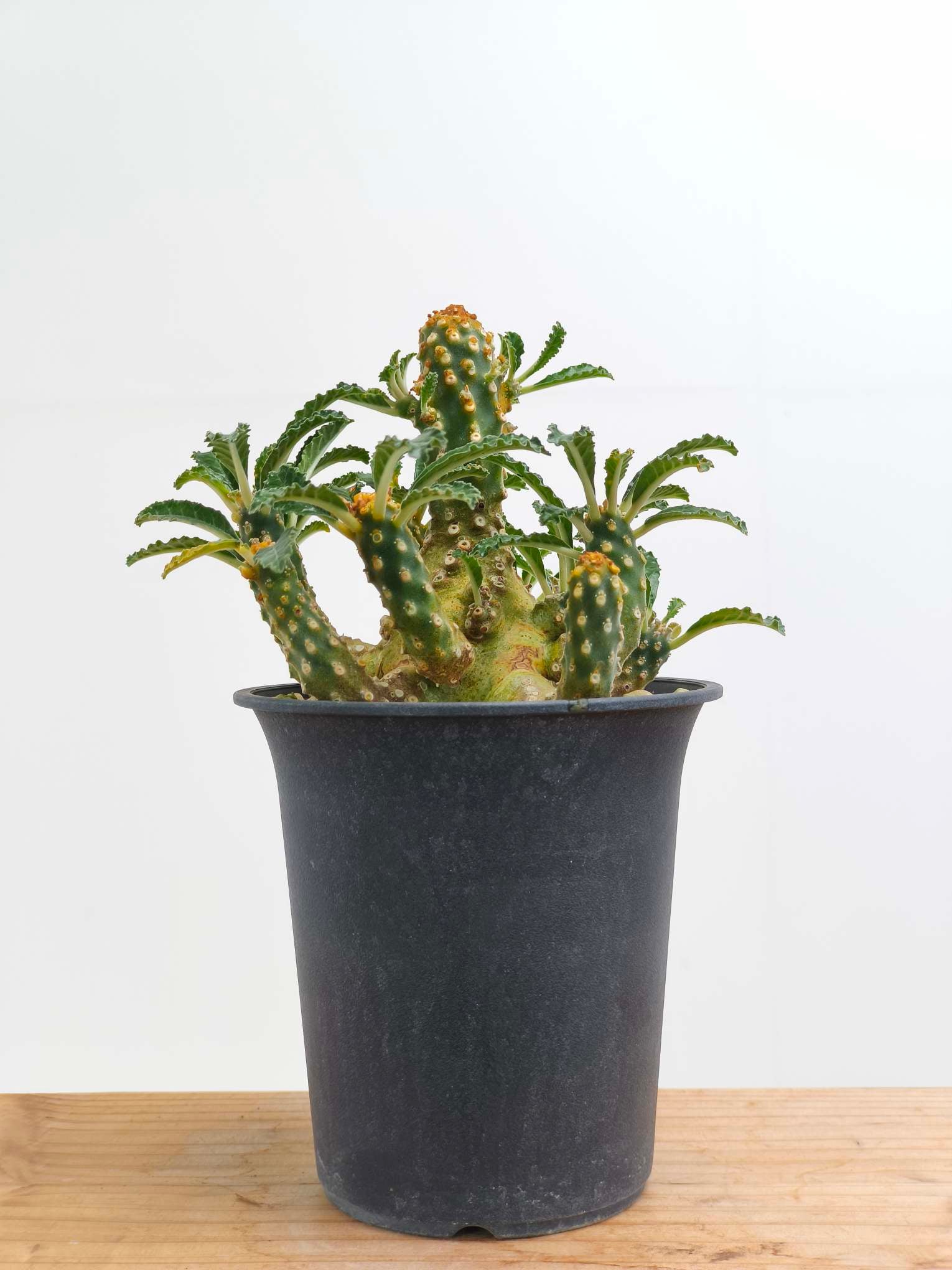 ドルステニア・ラブラニー hybの現品商品 | 観葉植物通販AONOKI