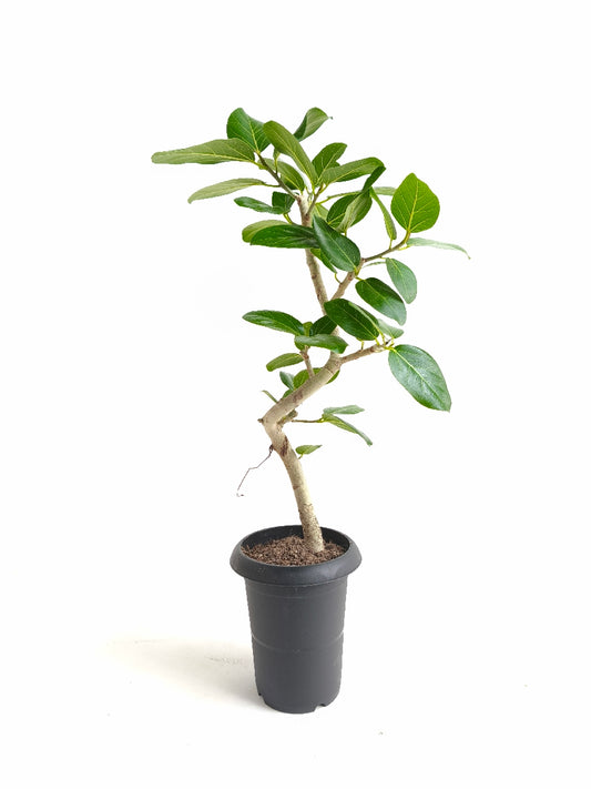 現品商品@3 ベンガレンシス 6号(高さ:80cm、幅:30cm)