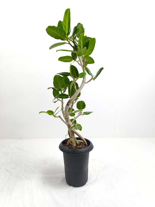 現品商品@1 ベンガレンシス 6号(高さ:87cm、幅:31cm)