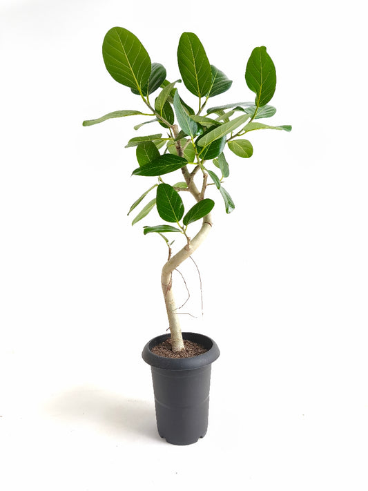 現品商品@2 ベンガレンシス 6号(高さ:89cm、幅:41cm)