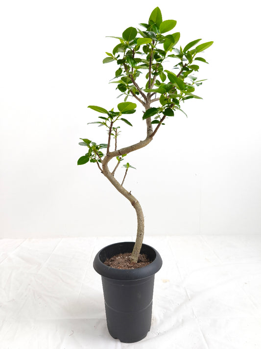 現品商品@3 フランスゴム 6号(高さ:84cm、幅:37cm)