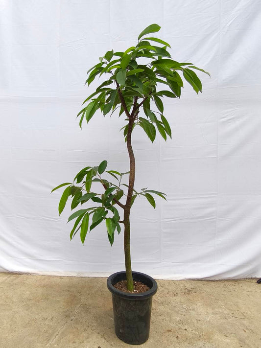 現品商品@12 アムステルダム 8号(高さ:147cm、幅:84cm)