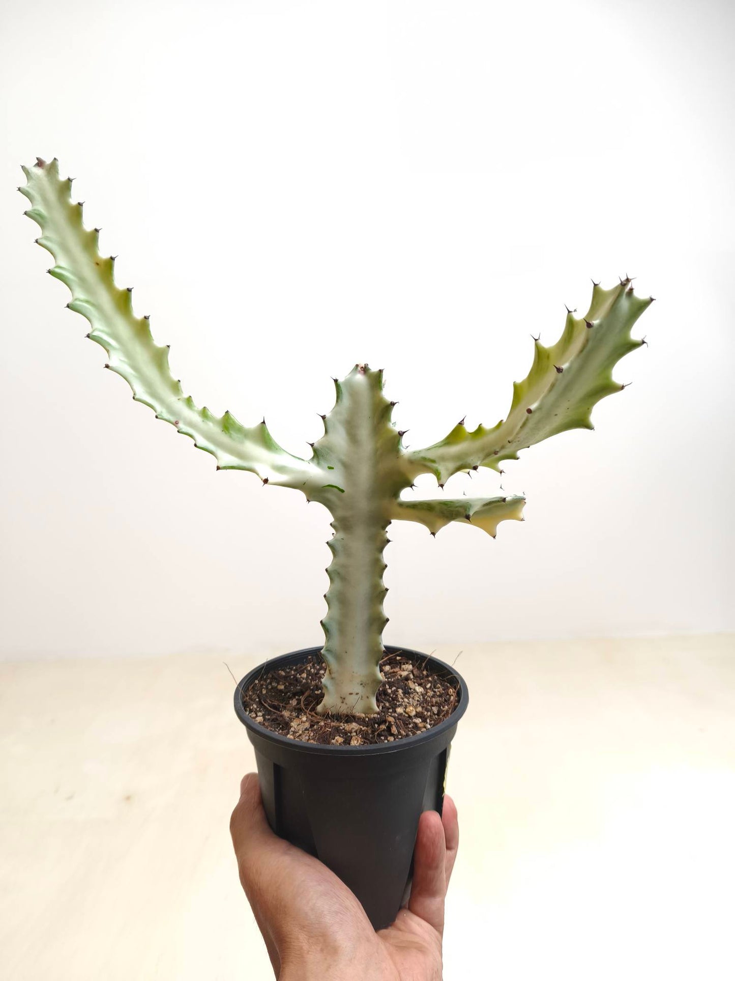 現品商品@1 ユーフォルビア・ホワイトゴースト4号(幹高:25cm、幅:26cm)【同梱可能】
