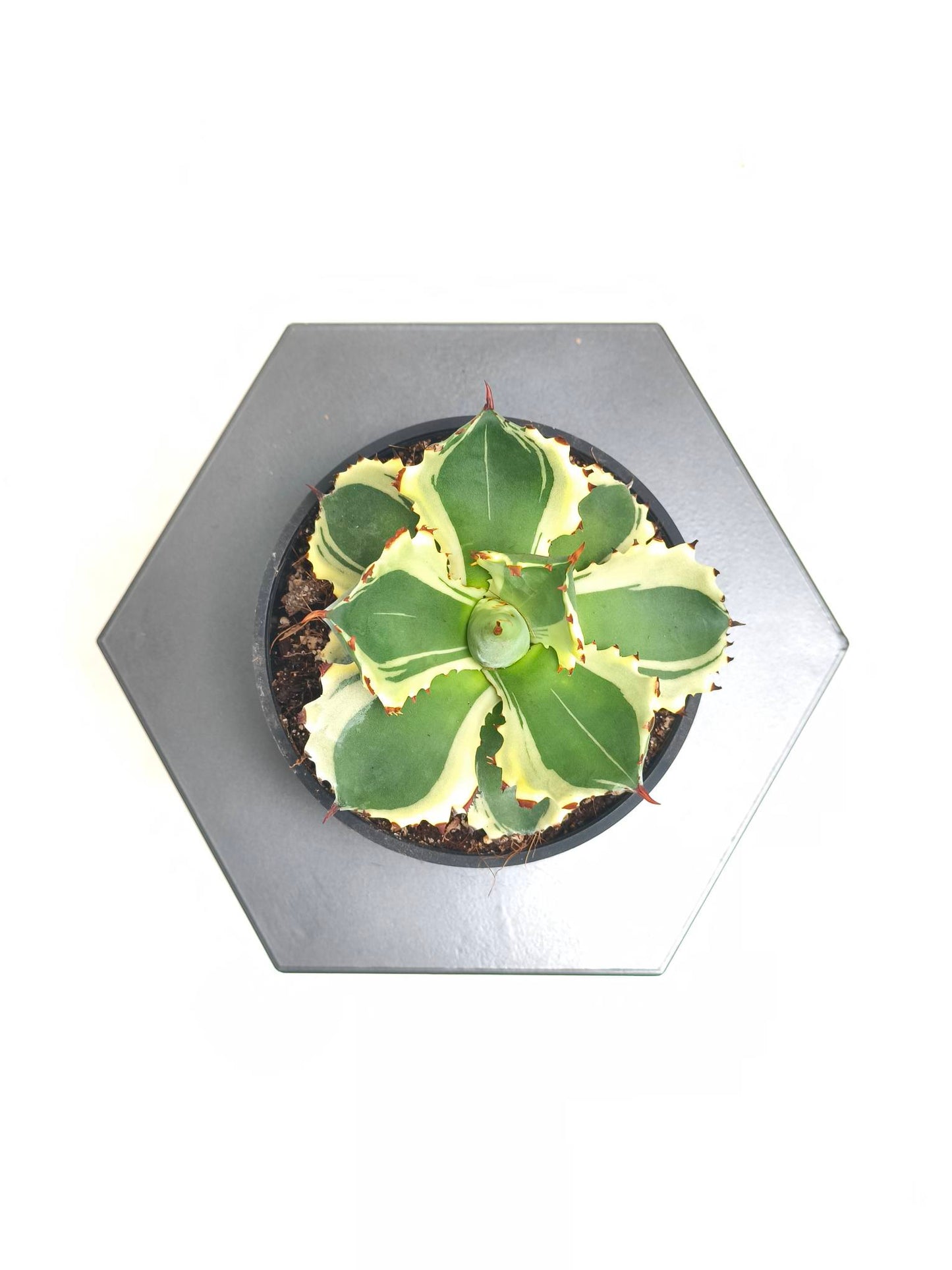 現品商品@3 アガベ”兜蟹錦” 4号(高さ:18.5cm、幅:12cm)