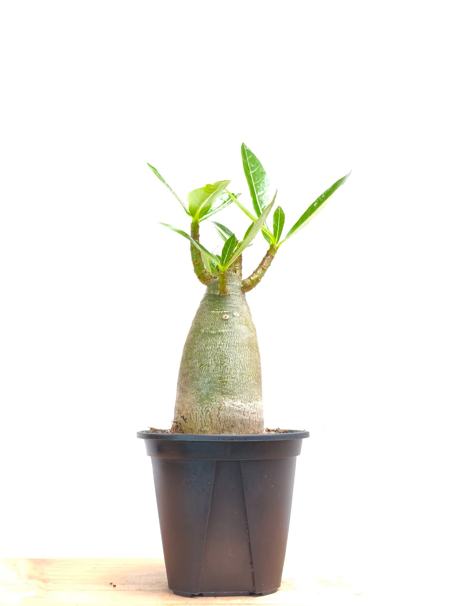 現品商品@4 アデニウム・アラビカム 3号(幹高:9cm、幹幅:5cm)【同梱可能】
