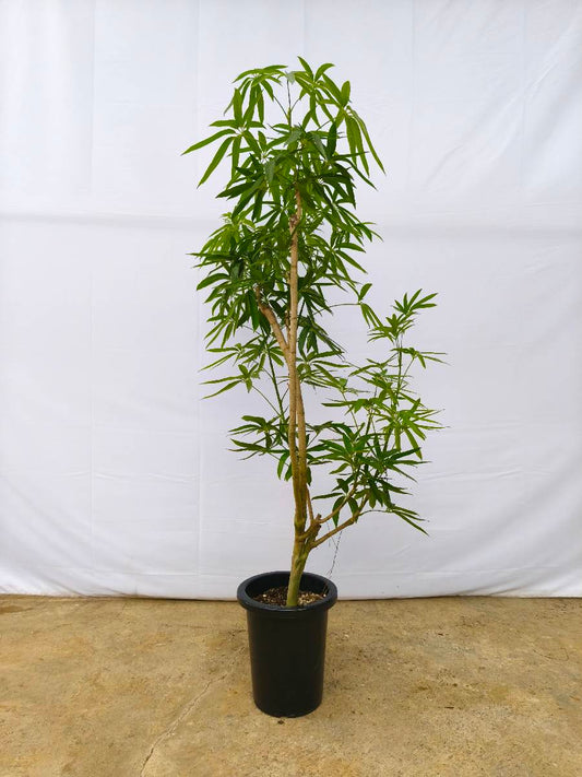 現品商品@3 アングスティフォリア 8号(高さ:155cm、幅:90cm)