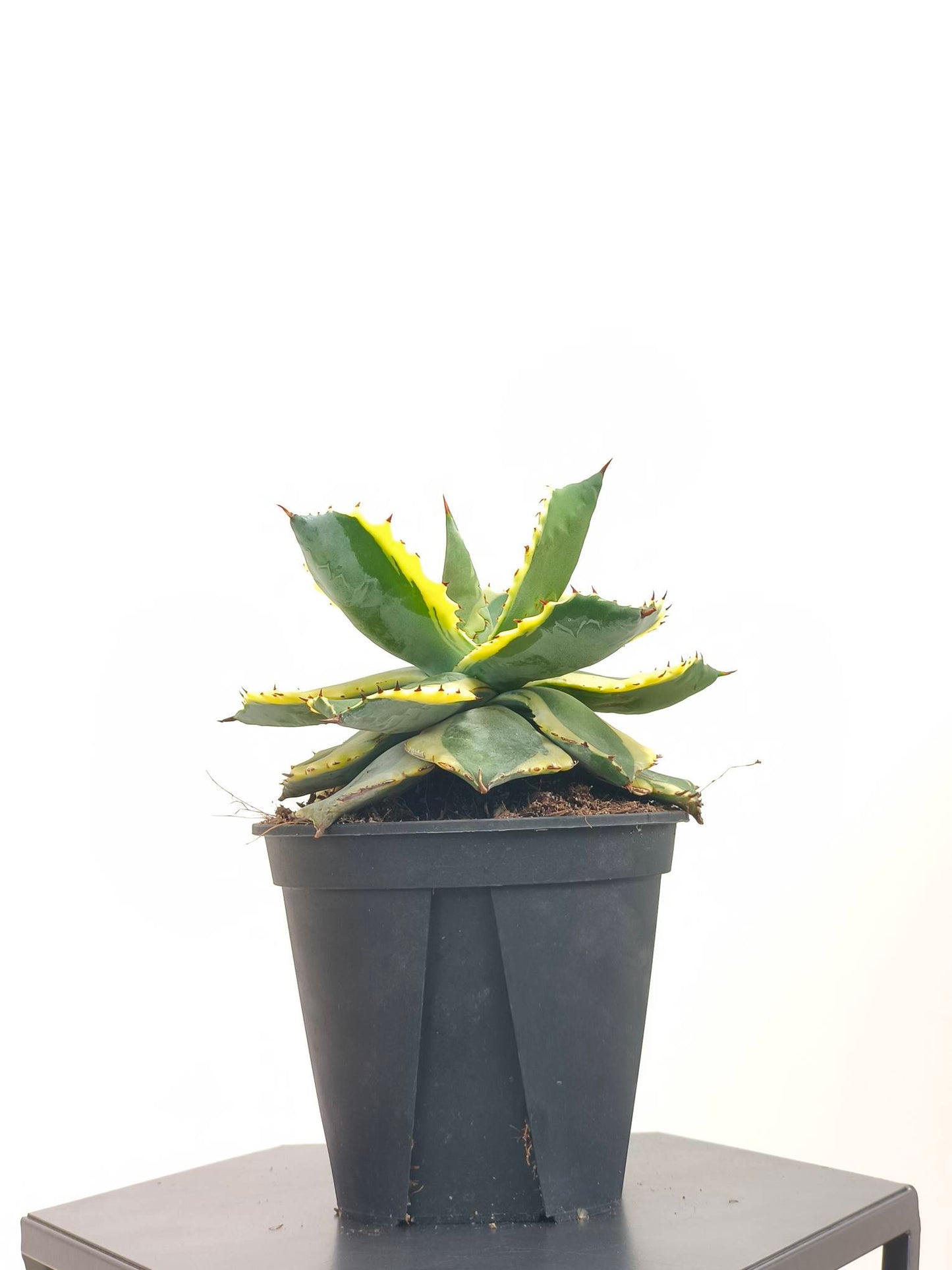 現品商品@1 アガベ”兜蟹錦” 4号(高さ:20cm、幅:15cm)