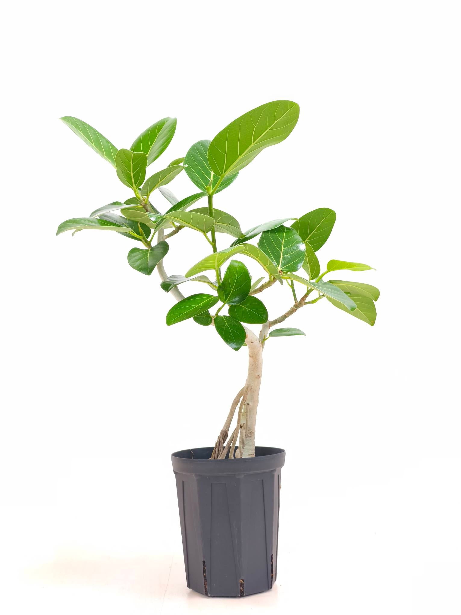 フィカス・ベンガレンシス 6号の現品商品 | 観葉植物通販AONOKI