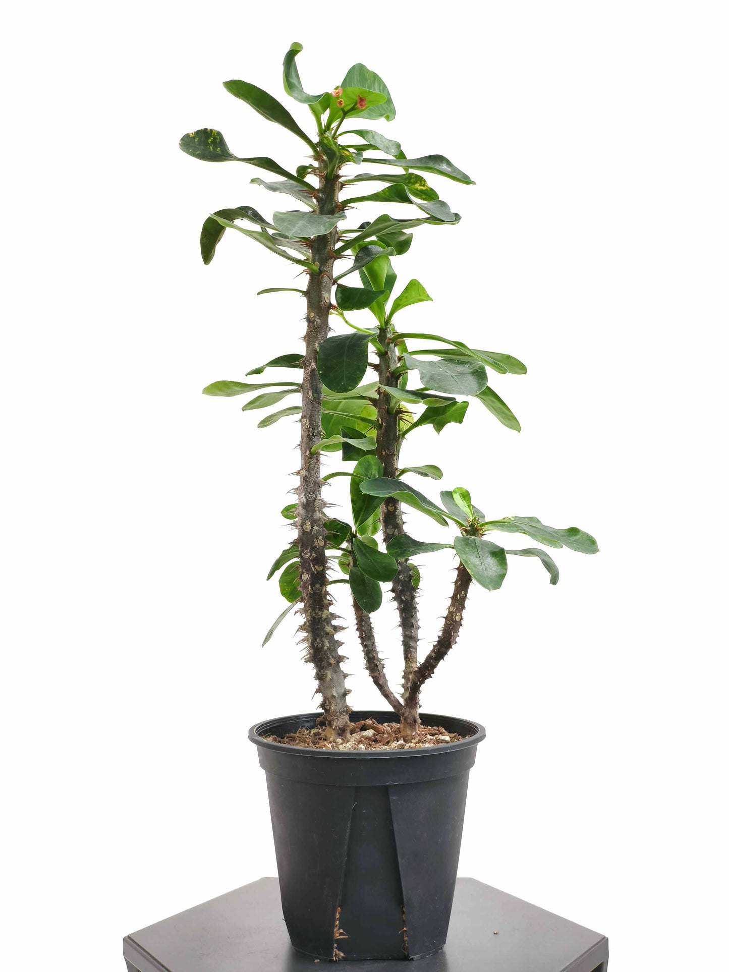 現品商品@2 花キリン 4号(高さ:44cm、幅:23cm)