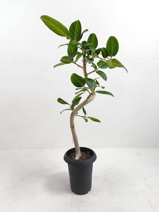 現品商品@1 ベンガレンシス 6号(高さ:89cm、幅:44cm)