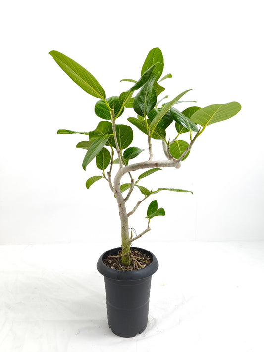 現品商品@3 ベンガレンシス 6号(高さ:79cm、幅:52cm)