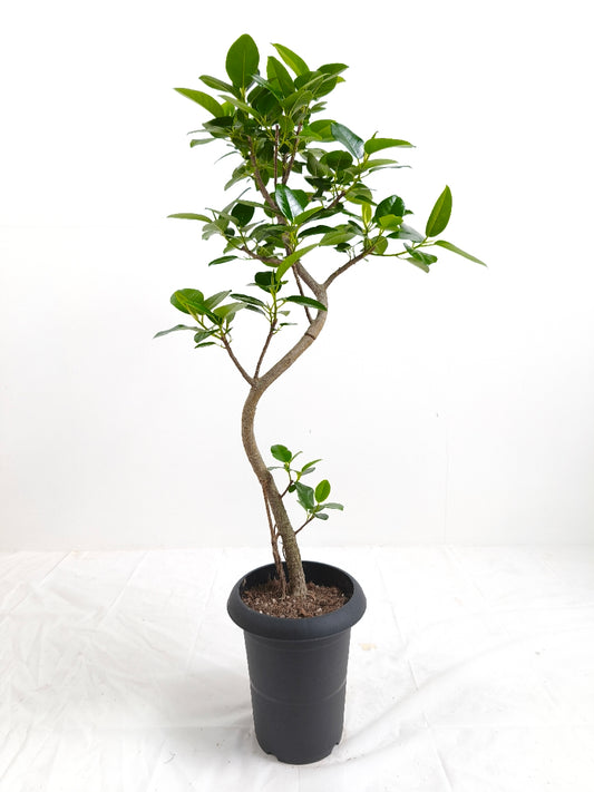 現品商品@5 フランスゴム 6号(高さ:90cm、幅:43cm)