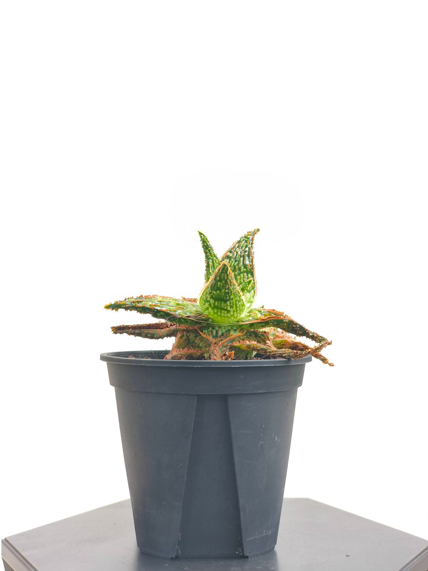 現品商品@1 アロエ hyb 4号(高さ:18cm、幅:13.5cm)