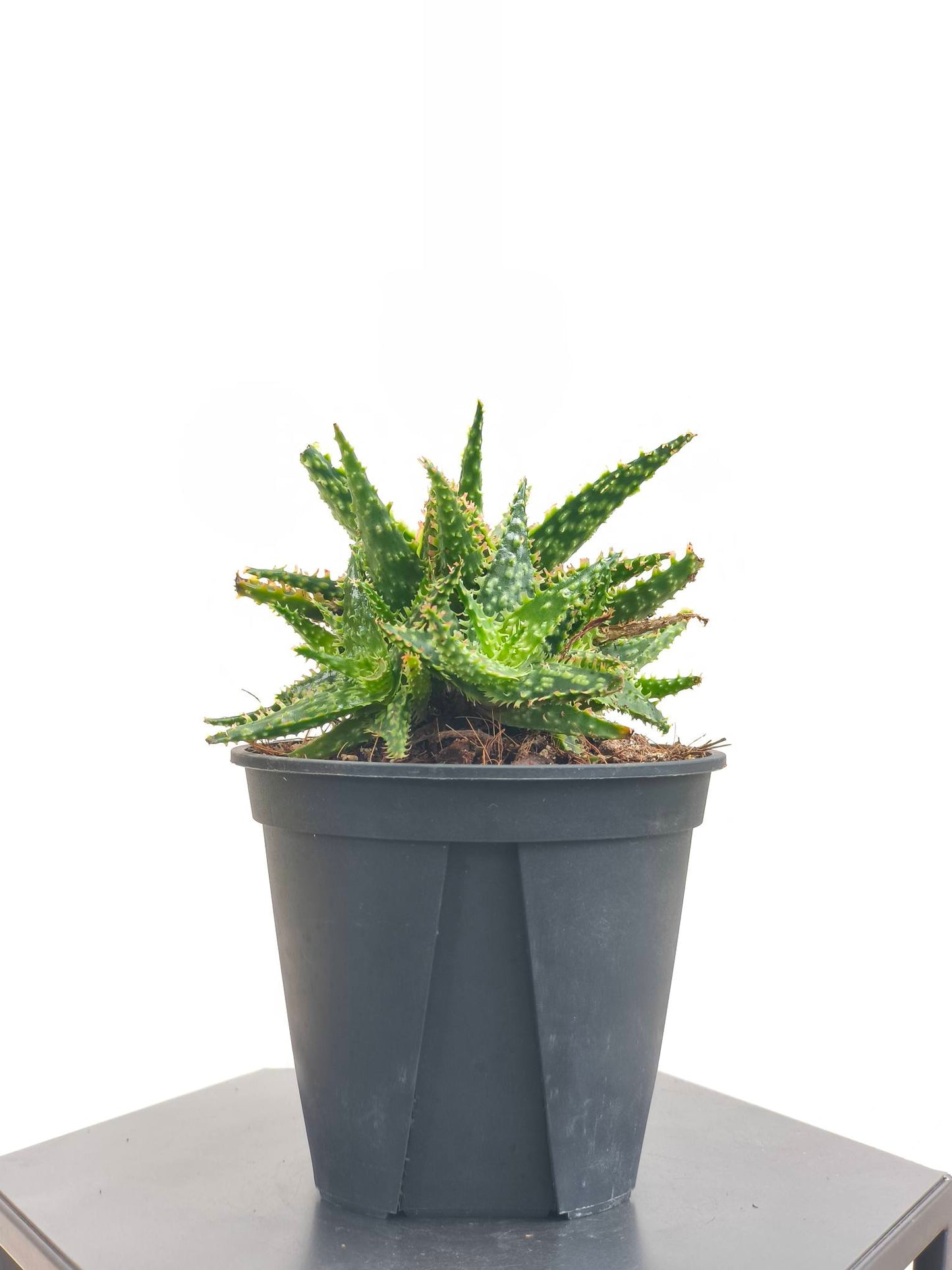 現品商品@2 アロエ hyb 4号(高さ:19cm、幅:16cm)