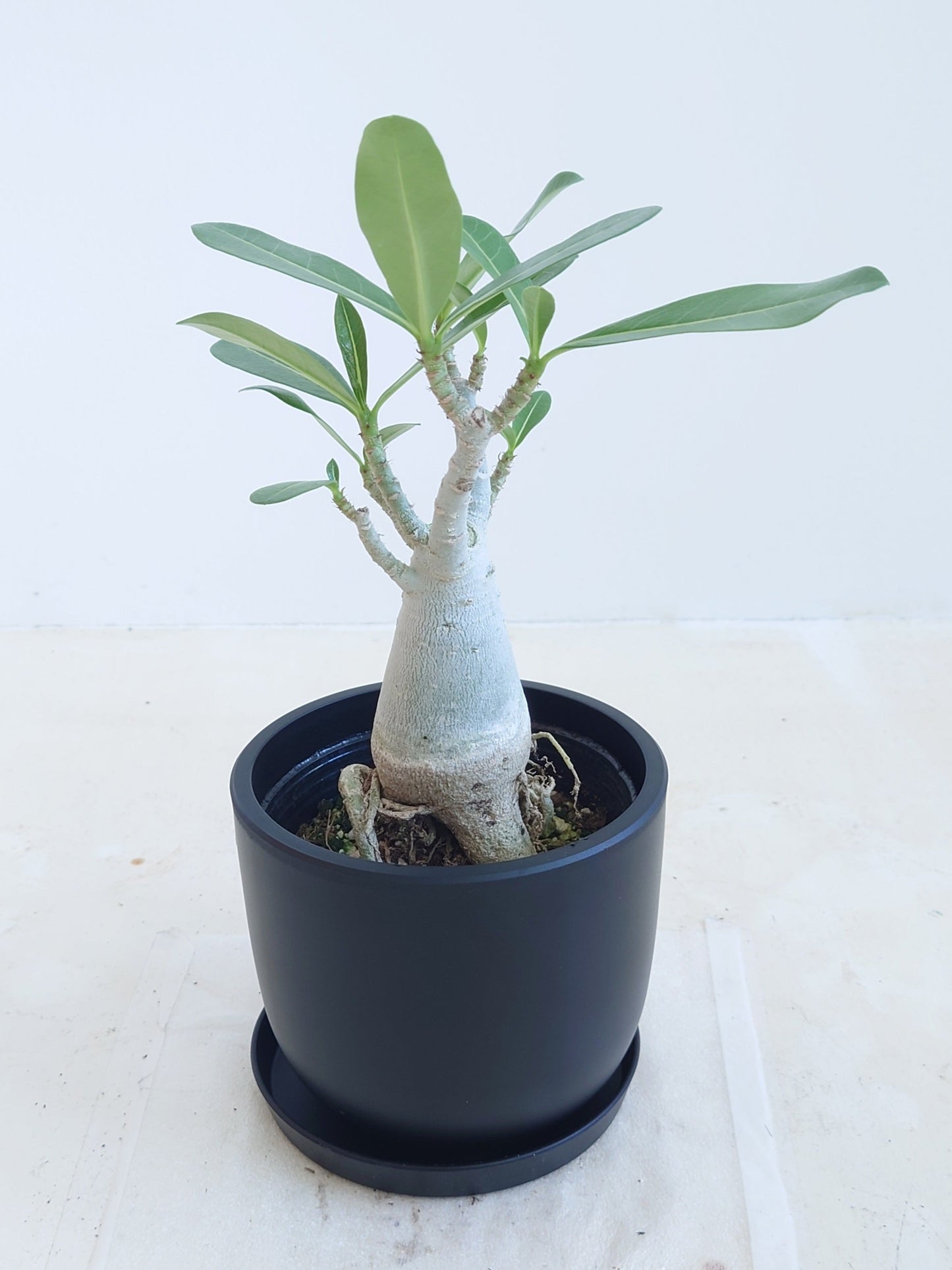 現品商品@2 アデニウム 4号(高さ:31cm、幅:20cm)【同梱可能商品-沖縄発送】