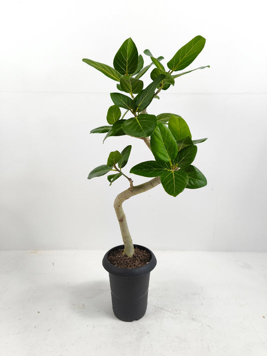 現品商品@4 ベンガレンシス 6号(高さ:88cm、幅:49cm)
