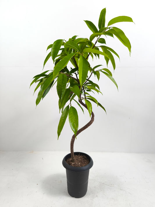 現品商品@1 アムステルダム 6号(高さ:96cm、幅:65cm)
