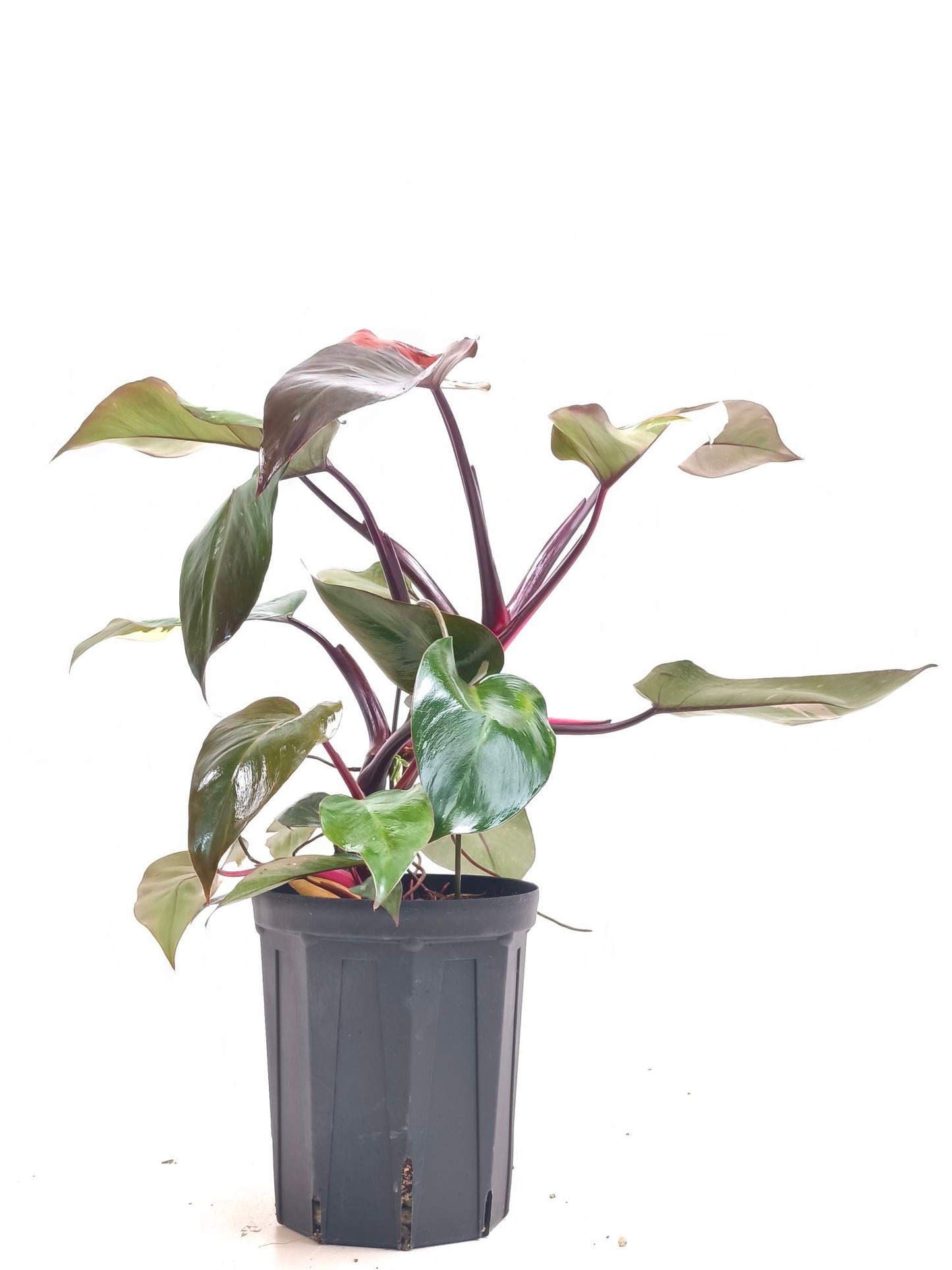 現品商品@1 フィロデンドロン・ピンクプリンセス 6号(高さ:58cm、幅:72cm)