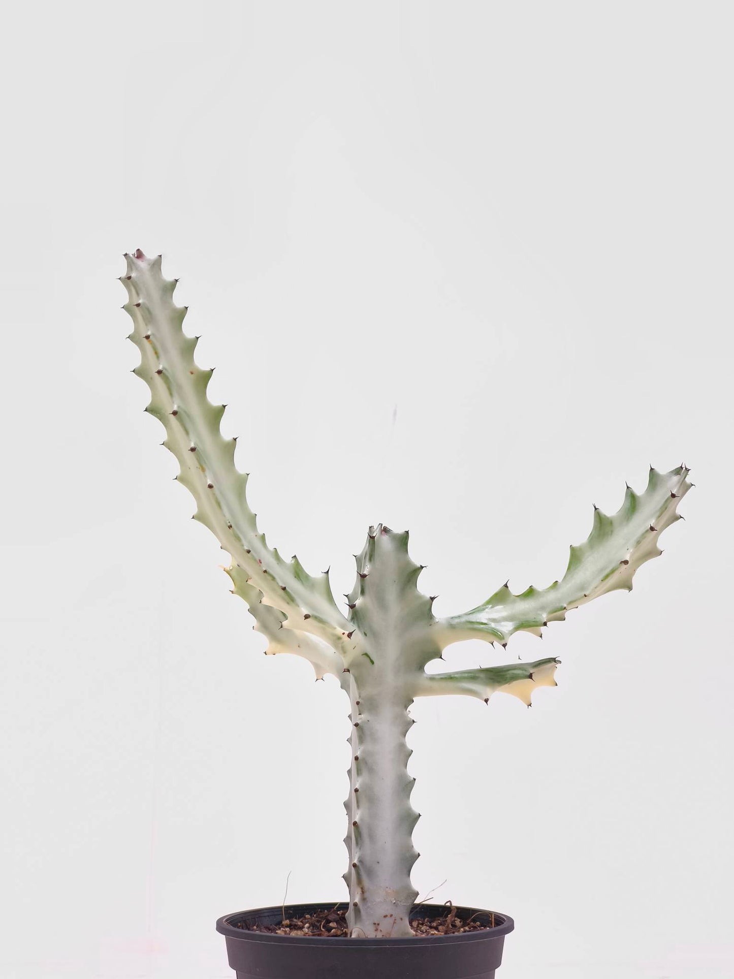 現品商品@1 ユーフォルビア・ホワイトゴースト4号(幹高:25cm、幅:26cm)【同梱可能】