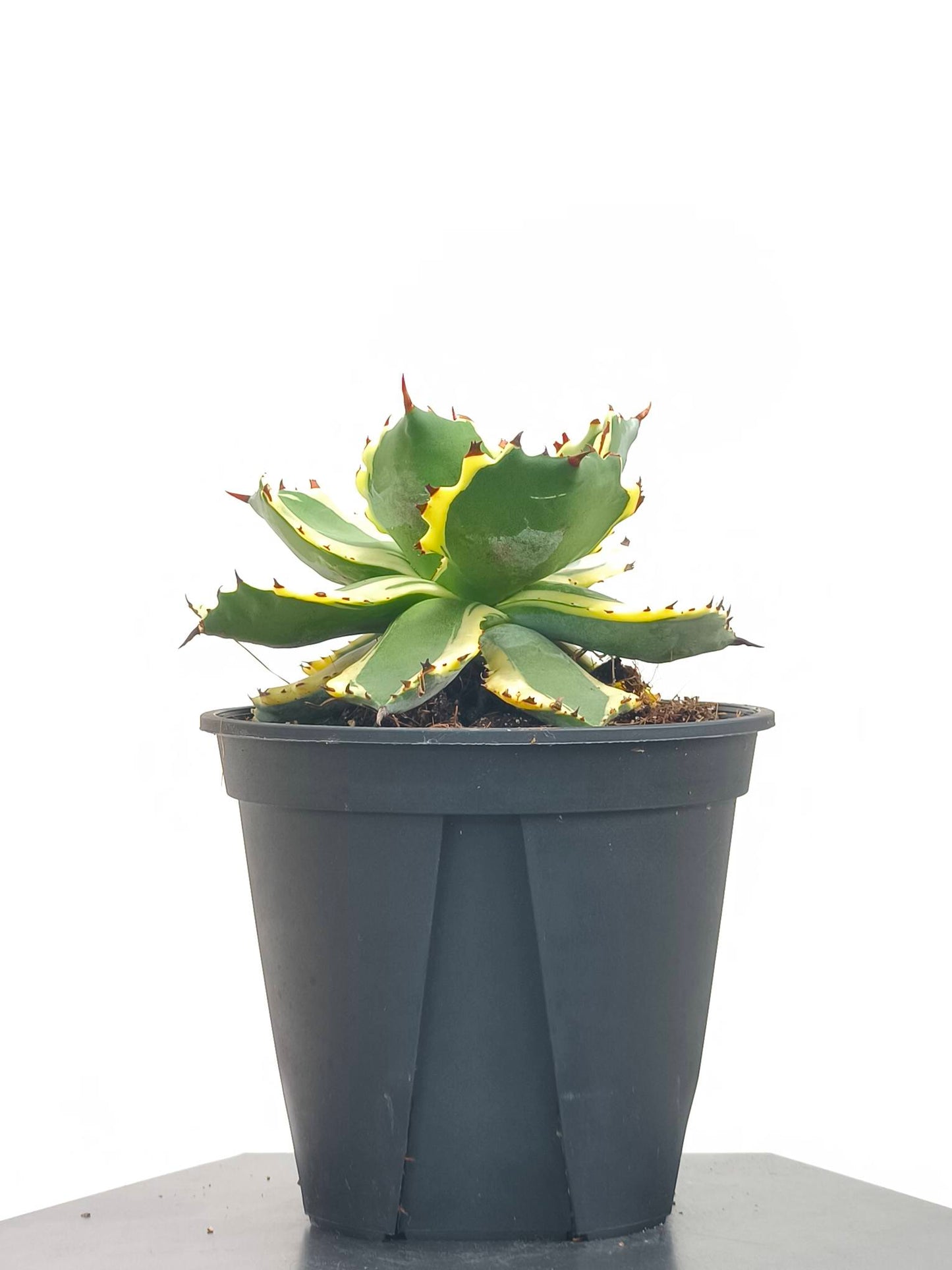 現品商品@3 アガベ”兜蟹錦” 4号(高さ:18.5cm、幅:12cm)