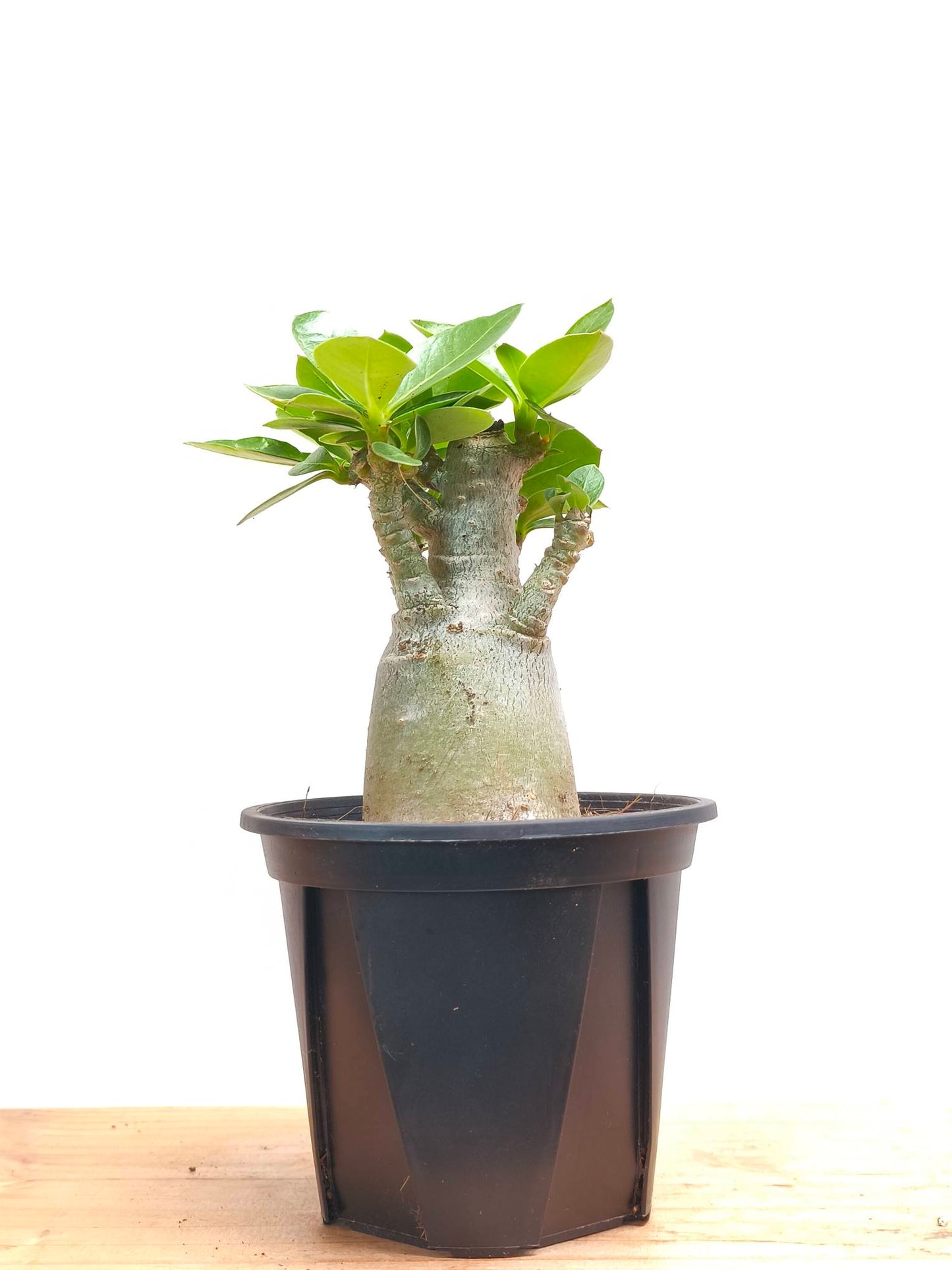 現品商品@5 アデニウム・アラビカム 3号(幹高:7cm、幹幅:4cm)【同梱可能】