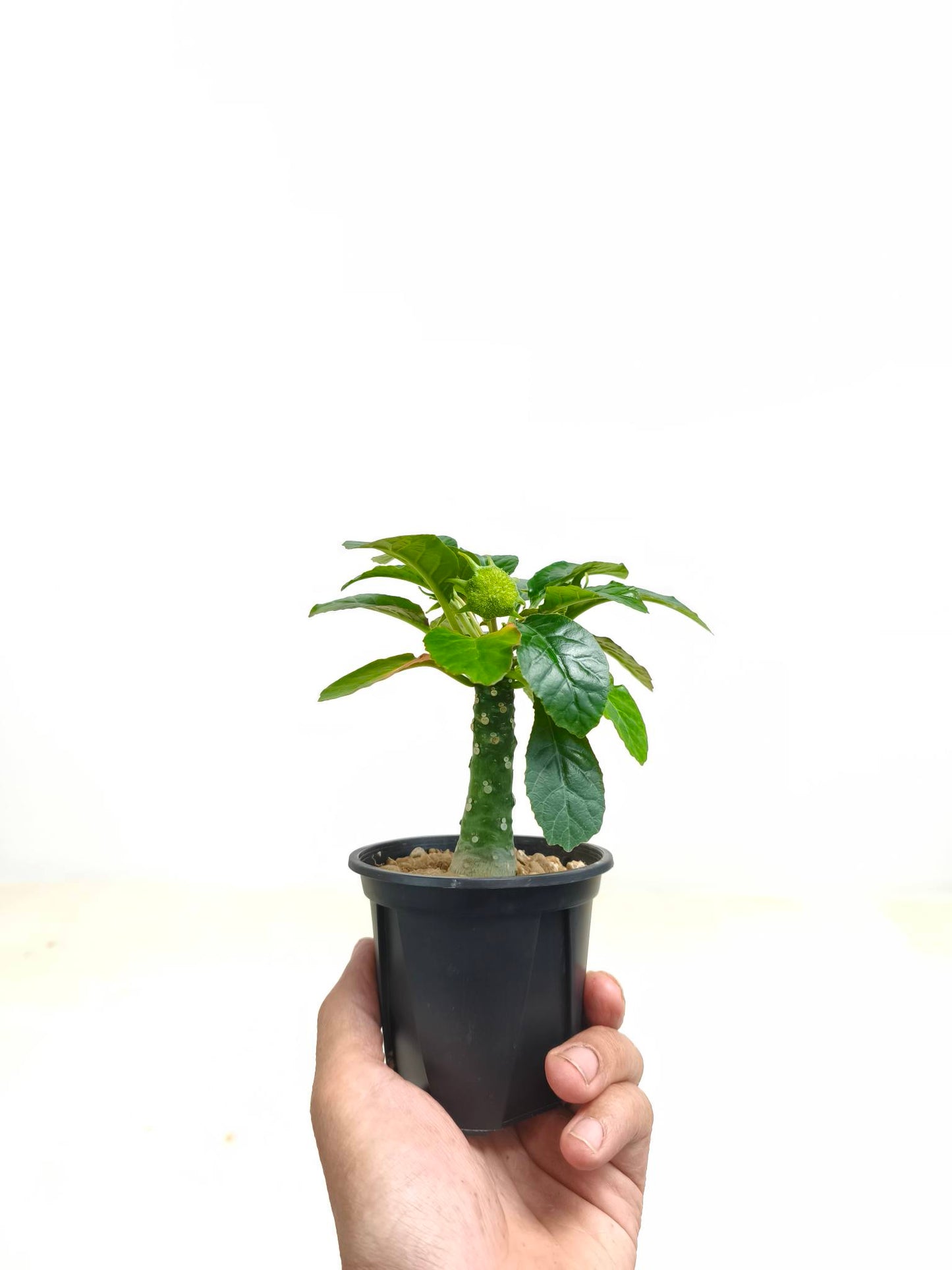 現品商品@3 ドルステニア・フォエチダ hyb(幅:15cm)【同梱可能商品-沖縄発送】