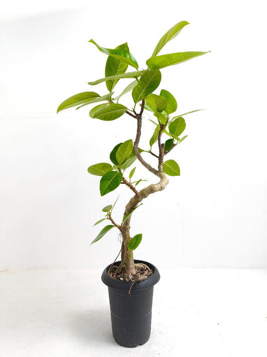 現品商品@2 アルテシマ 6号(高さ:94cm、幅:50cm)