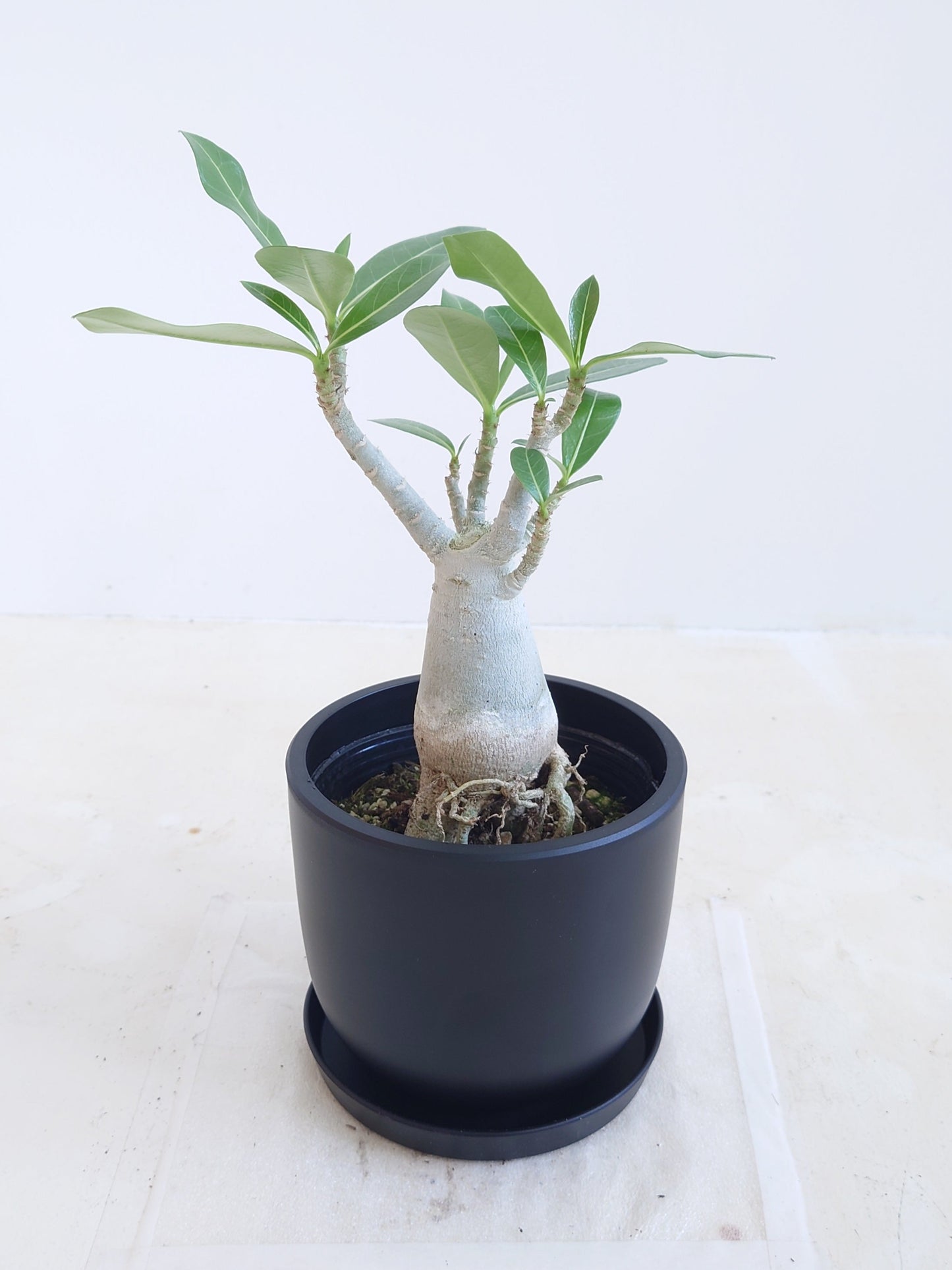 現品商品@2 アデニウム 4号(高さ:31cm、幅:20cm)【同梱可能商品-沖縄発送】