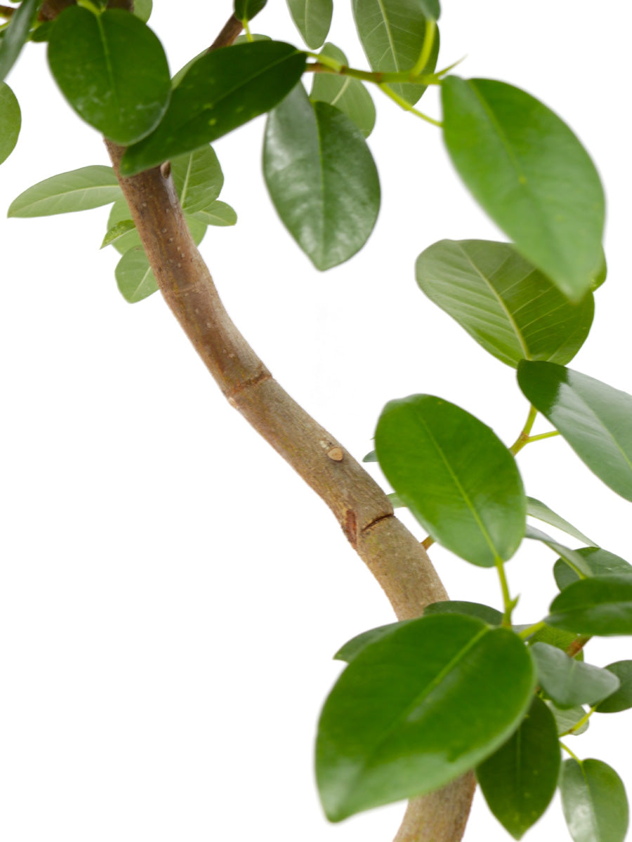 観葉植物ギフトMサイズ フランスゴム【沖縄向け】