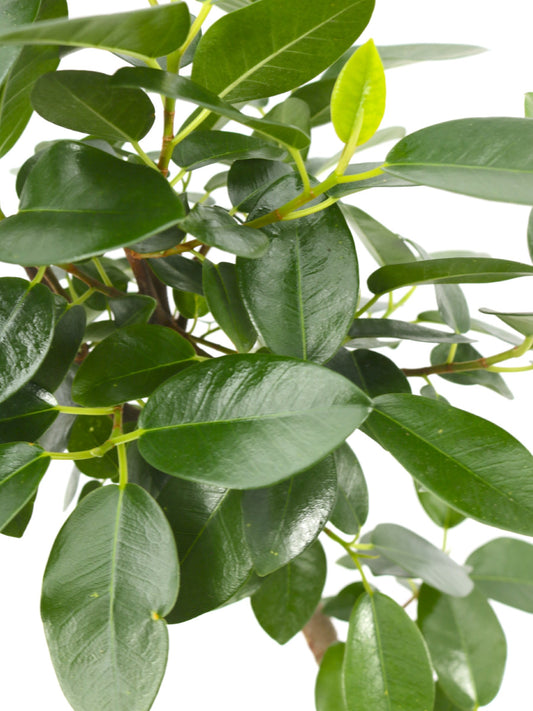 観葉植物ギフトSサイズ フランスゴム【沖縄向け】