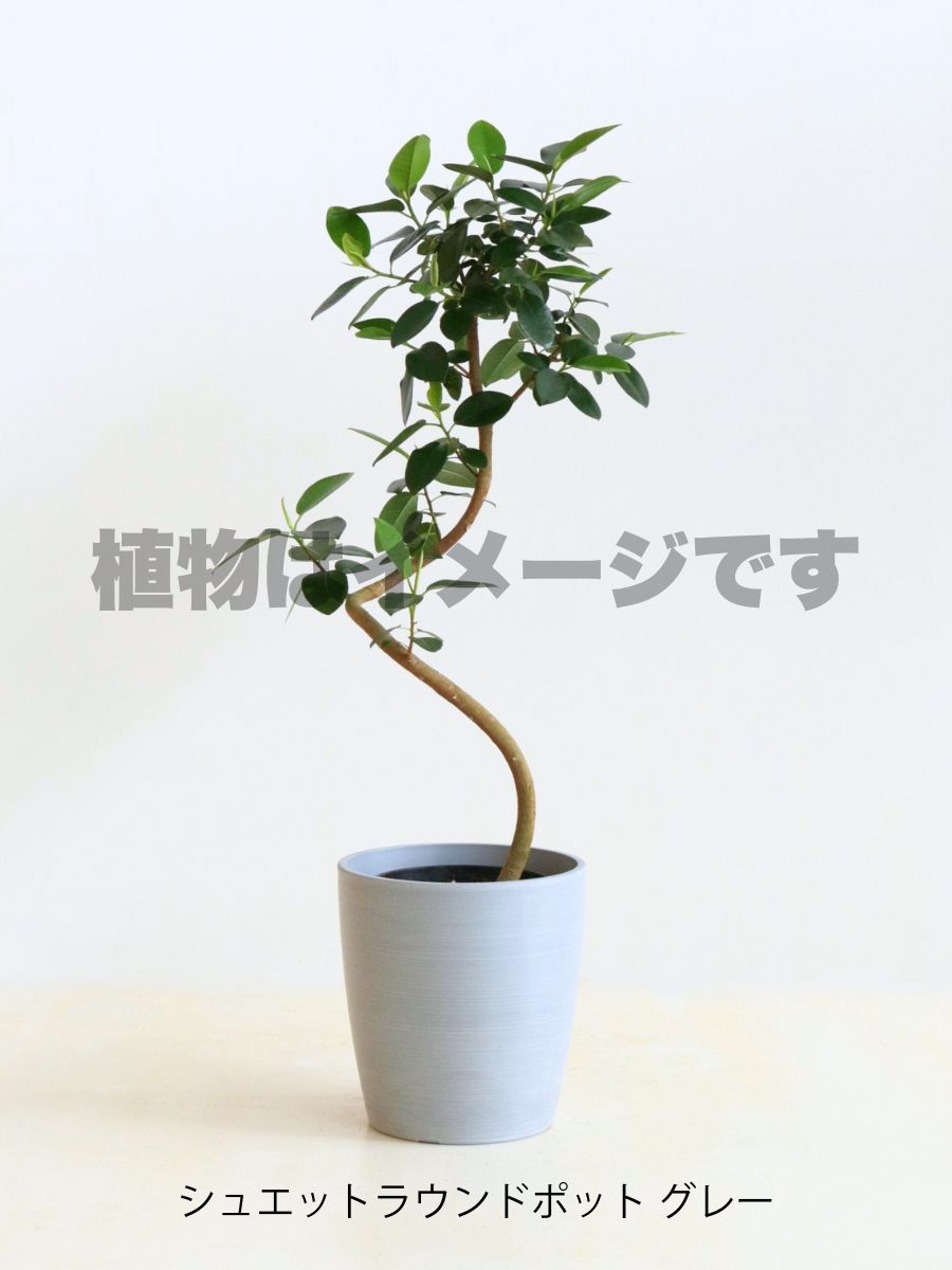 現品商品@3 フランスゴム 6号(高さ:93cm、幅:43cm)