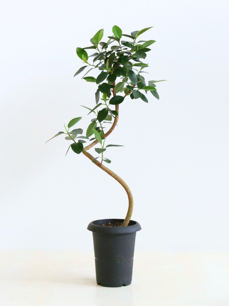 フィカス・フランスゴム 6号の通販 | 観葉植物通販AONOKI(あおのき) フィカス・フランスゴム 6号の通販 | 観葉植物通販AONOKI(あおのき)