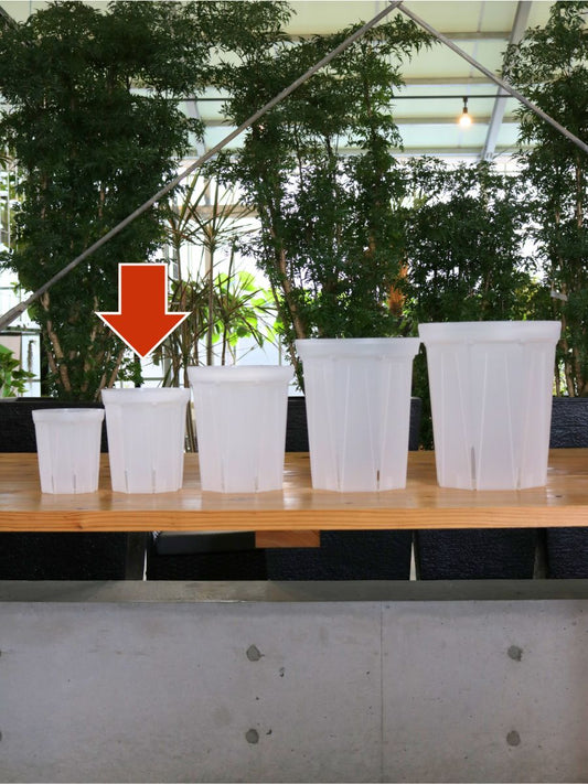 透明スリット鉢 5号 CSM-150L