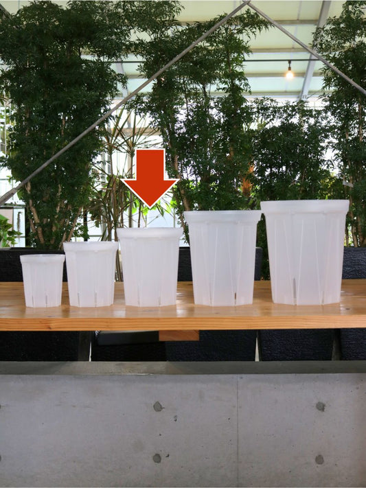 透明スリット鉢 6号 CSM-180L