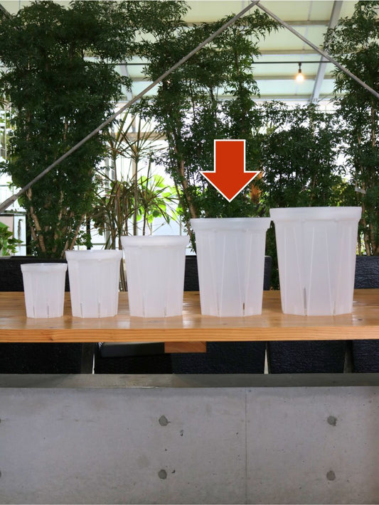 透明スリット鉢 7号 CSM-210L