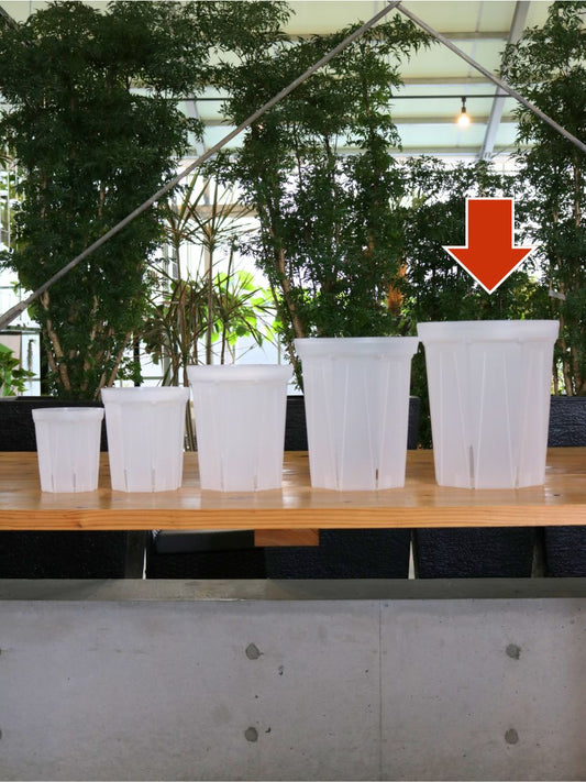 透明スリット鉢 8号 CSM-240L