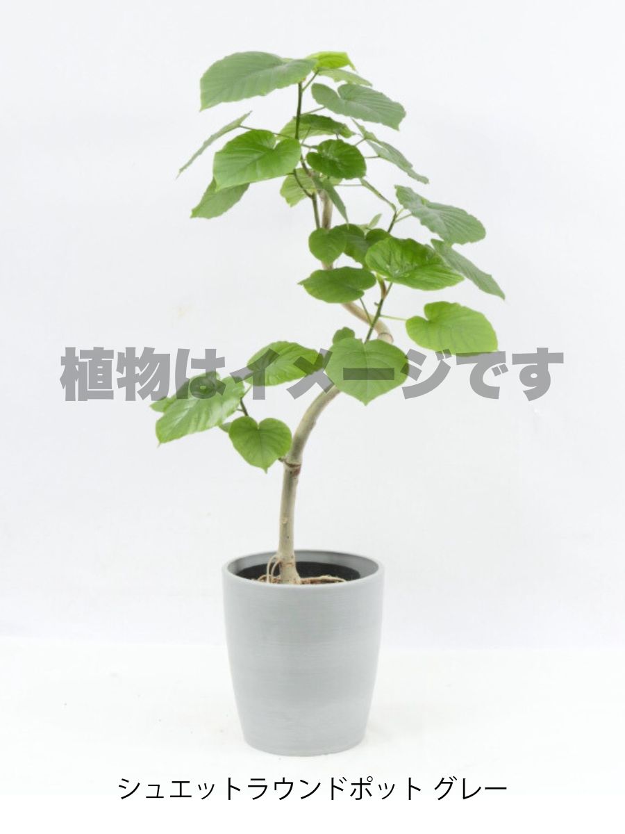 現品商品@3 ウンベラータ 6号(高さ:97cm、幅:55cm)
