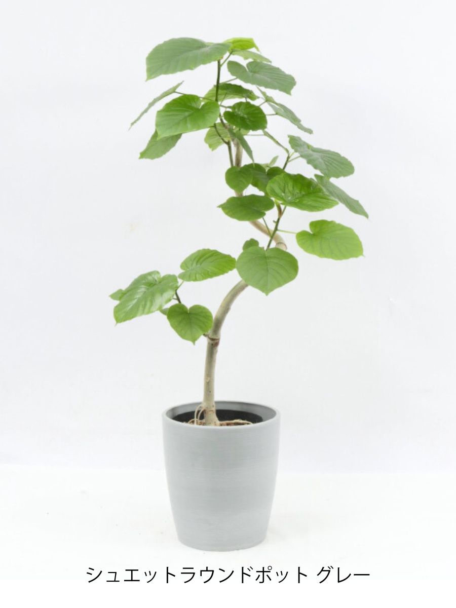 ウンベラータ 6号 曲がり