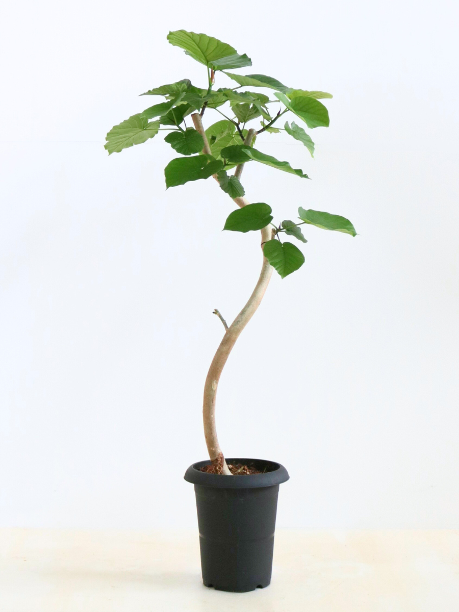 フィカス・ウンベラータ 6号の通販 | 観葉植物通販AONOKI(あおのき) フィカス・ウンベラータ 6号の通販 | 観葉植物通販AONOKI(あおのき)