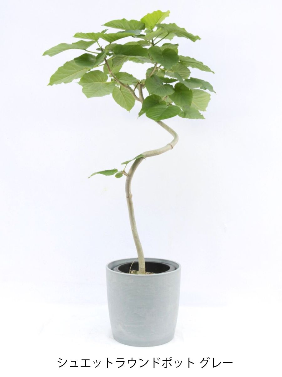 ウンベラータ 8号 曲がり