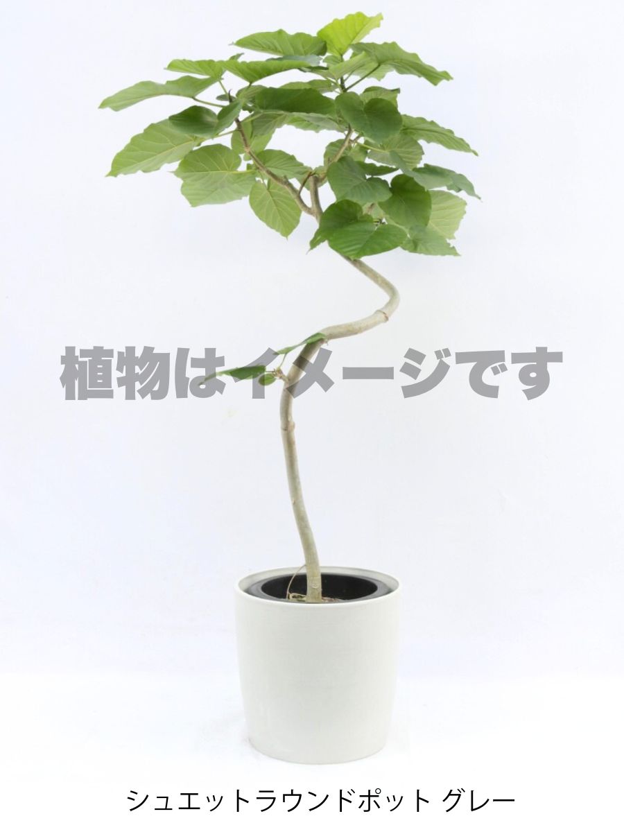 現品商品@3 ウンベラータ 8号 曲がりМ(高さ:126cm、幅:90cm)