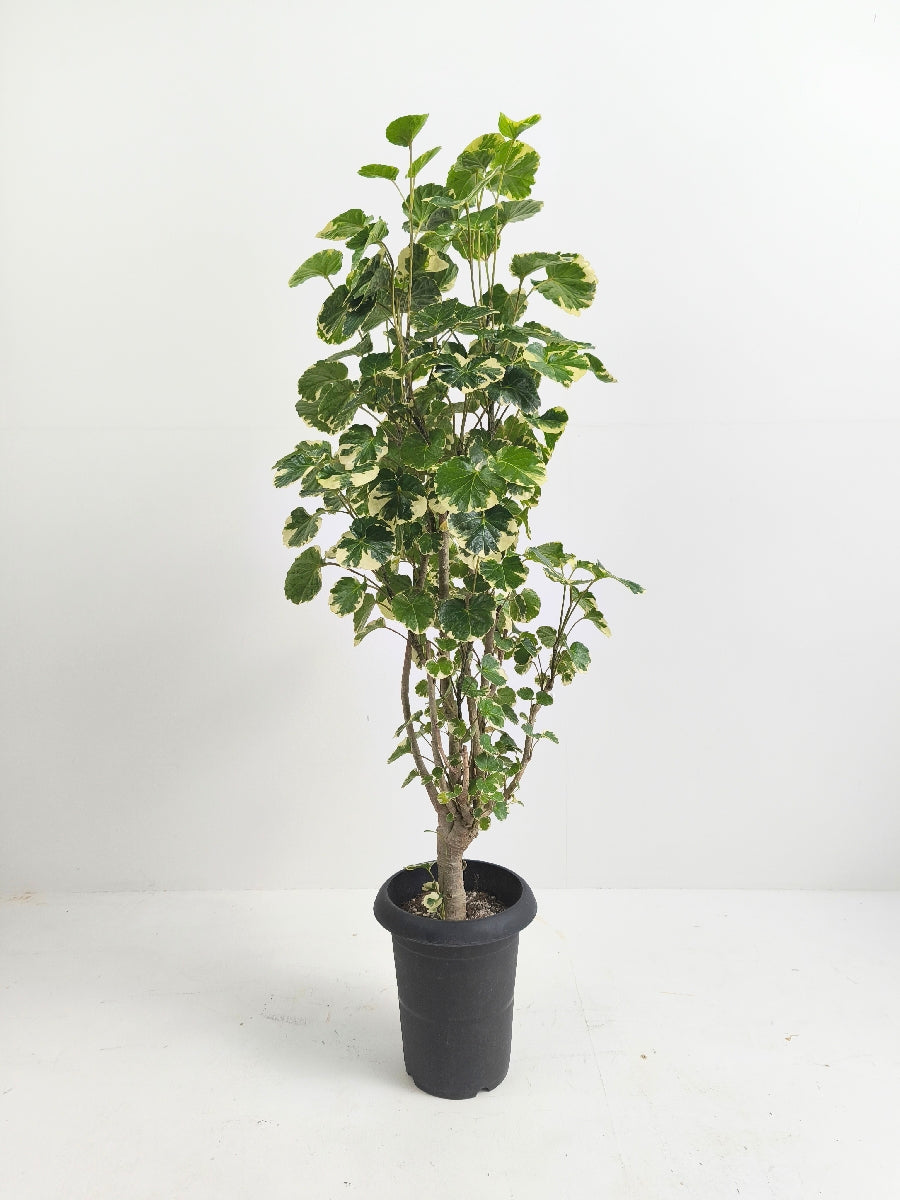 現品商品@1 ポリシャス・マルギナータ 6号(高さ:104cm、幅:45cm)